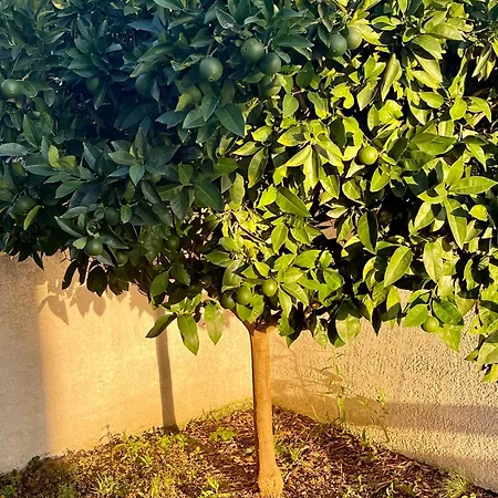 L'oliveras فيلة